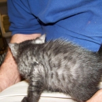 Matata - Egyptian Mau Smoke Male DOB 3-2-10