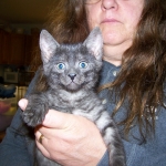 Matata - Egyptian Mau Smoke Male DOB 3-2-10