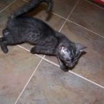 Matata - Egyptian Mau Smoke Male DOB 3-2-10