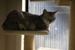 Athena - Egyptian Mau Silver Female  DOB 3-2-10