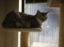 Athena - Egyptian Mau Silver Female  DOB 3-2-10