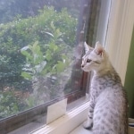 Athena - Egyptian Mau Silver Female DOB 3-2-10