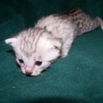 Azizi Egyptian Mau Silver Female DOB 3-2-10