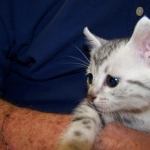 Athena - Egyptian Mau Silver Female DOB 3-2-10