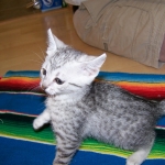 Athena - Egyptian Mau Silver Female DOB 3-2-10