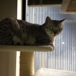 athena-on-her-4th-birthday