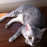 Athena - Egyptian Mau Silver Female DOB 3-2-10