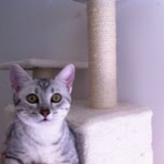 Athena - Egyptian Mau Silver Female DOB 3-2-10