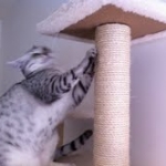 Athena - Egyptian Mau Silver Female DOB 3-2-10