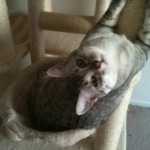 Athena - Egyptian Mau Silver Female DOB 3-2-10