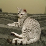 Athena - Egyptian Mau Silver Female DOB 3-2-10