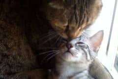 Fay - Egyptian Mau Silver Female  DOB 3-2-10