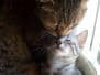 Fay - Egyptian Mau Silver Female  DOB 3-2-10