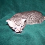 Fay- Egyptian Mau Female Silver DOB 3-2-10
