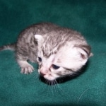 Fay- Egyptian Mau Female Silver DOB 3-2-10