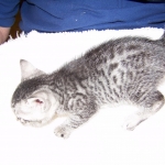 Fay- Egyptian Mau Female Silver DOB 3-2-10