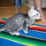 Fay- Egyptian Mau Female Silver DOB 3-2-10