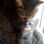 Fay- Egyptian Mau Female Silver DOB 3-2-10