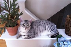Moses McShehe - Egyptian Mau Silver Female  DOB 3-2-10
