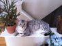 Moses McShehe - Egyptian Mau Silver Female  DOB 3-2-10