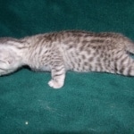 Moses McShehe - Egyptian Mau female dob 3/2/10