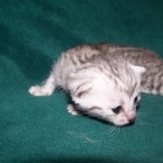 Moses McShehe - Egyptian Mau female dob 3/2/10