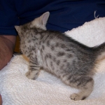 Moses McShehe - Egyptian Mau female dob 3/2/10