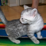 Moses McShehe - Egyptian Mau female dob 3/2/10