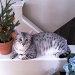 Moses McShehe - Egyptain Mau silver female