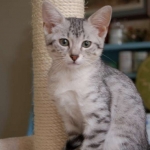 Moses McShehe - Egyptian Mau female dob 3/2/10