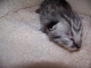 Moja - Savannah F-2 Silver Male  DOB 4-1-10