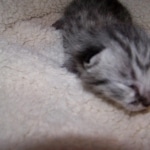 Moja - Savannah F-2 Male Silver DOB 4-1-10