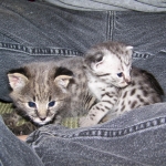 Moja - Savannah F-2 Male Silver DOB 4-1-10