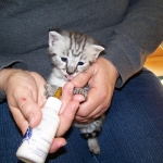 Moja - Savannah F-2 Male Silver DOB 4-1-10