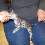 Moja - Savannah F-2 Male Silver DOB 4-1-10