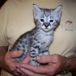 Moja - Savannah F-2 Male Silver DOB 4-1-10