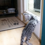 Moja - Savannah F-2 Male Silver DOB 4-1-10