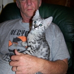 Moja - Savannah F-2 Male Silver DOB 4-1-10