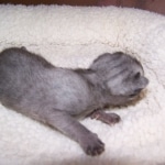 Wolfie - F-2 Savannah Male Smoke/Melanistic DOB 4-1-10