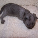 Wolfie - F-2 Savannah Male Smoke/Melanistic DOB 4-1-10