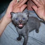 Wolfie - F-2 Savannah Male Smoke/Melanistic DOB 4-1-10