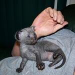 Wolfie - F-2 Savannah Male Smoke/Melanistic DOB 4-1-10