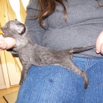 Wolfie - F-2 Savannah Male Smoke/Melanistic DOB 4-1-10