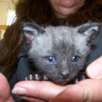 Wolfie - F-2 Savannah Male Smoke/Melanistic DOB 4-1-10