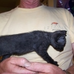 Wolfie - F-2 Savannah Male Smoke/Melanistic DOB 4-1-10