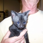 Wolfie - F-2 Savannah Male Smoke/Melanistic DOB 4-1-10