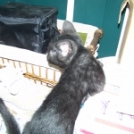 Wolfie - F-2 Savannah Male Smoke/Melanistic DOB 4-1-10