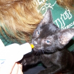 Wolfie - F-2 Savannah Male Smoke/Melanistic DOB 4-1-10