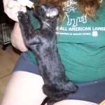 Wolfie - F-2 Savannah Male Smoke/Melanistic DOB 4-1-10