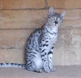 Neytiri - Savannah F-2 Female  DOB 4-1-10